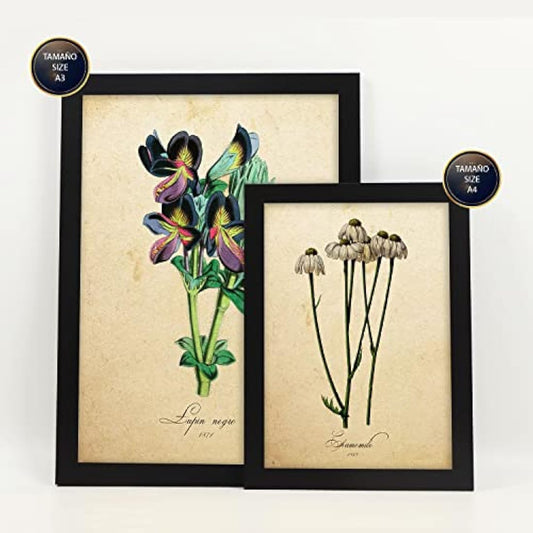 Nacnic Set of 6 Vintage flower posters. Collection of plates with aesthetic collage for interior decoration. Sizes A3 and A4. With black frame.