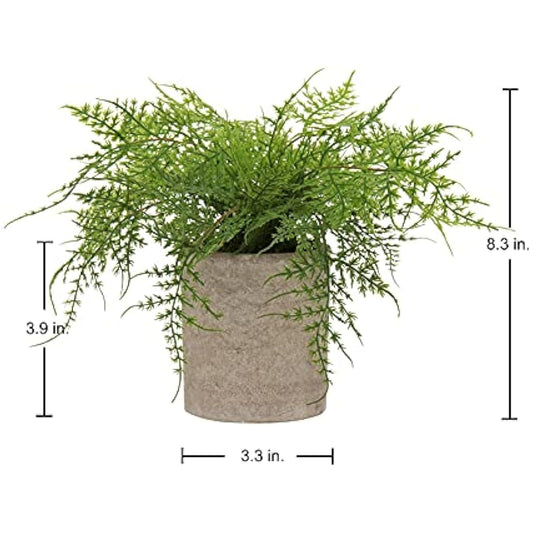 Artificial Potted Asparagus Fern Plant Fake Plant in pot, Small Decorative Faux Potted Herbs Indoor, Artificial Fern Grass for House Office Bedroom Desk Decor