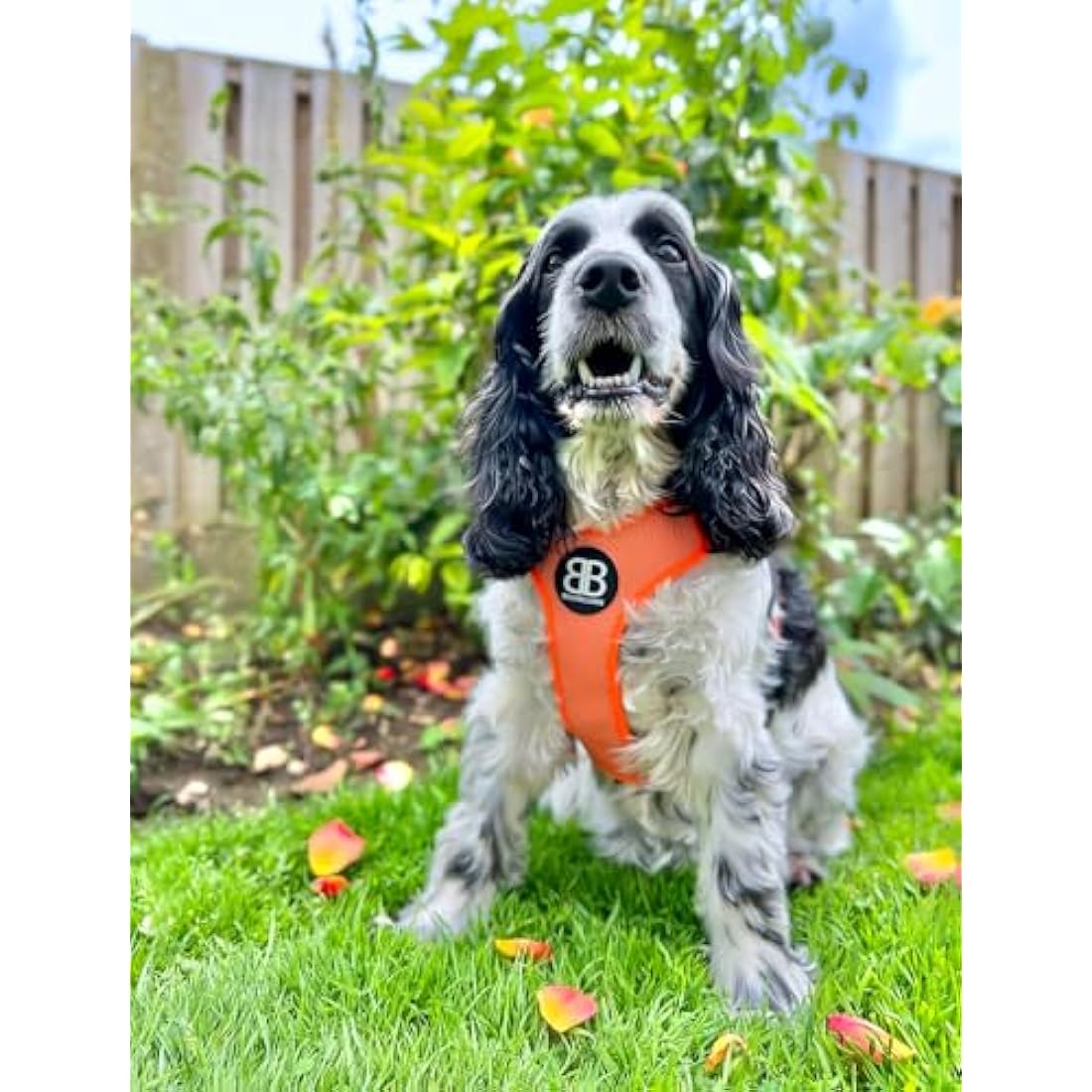 BullyBillows Active Light Dog Harness With Handle | Premium Padded Lining & Highly Reflective | Orange XSmall