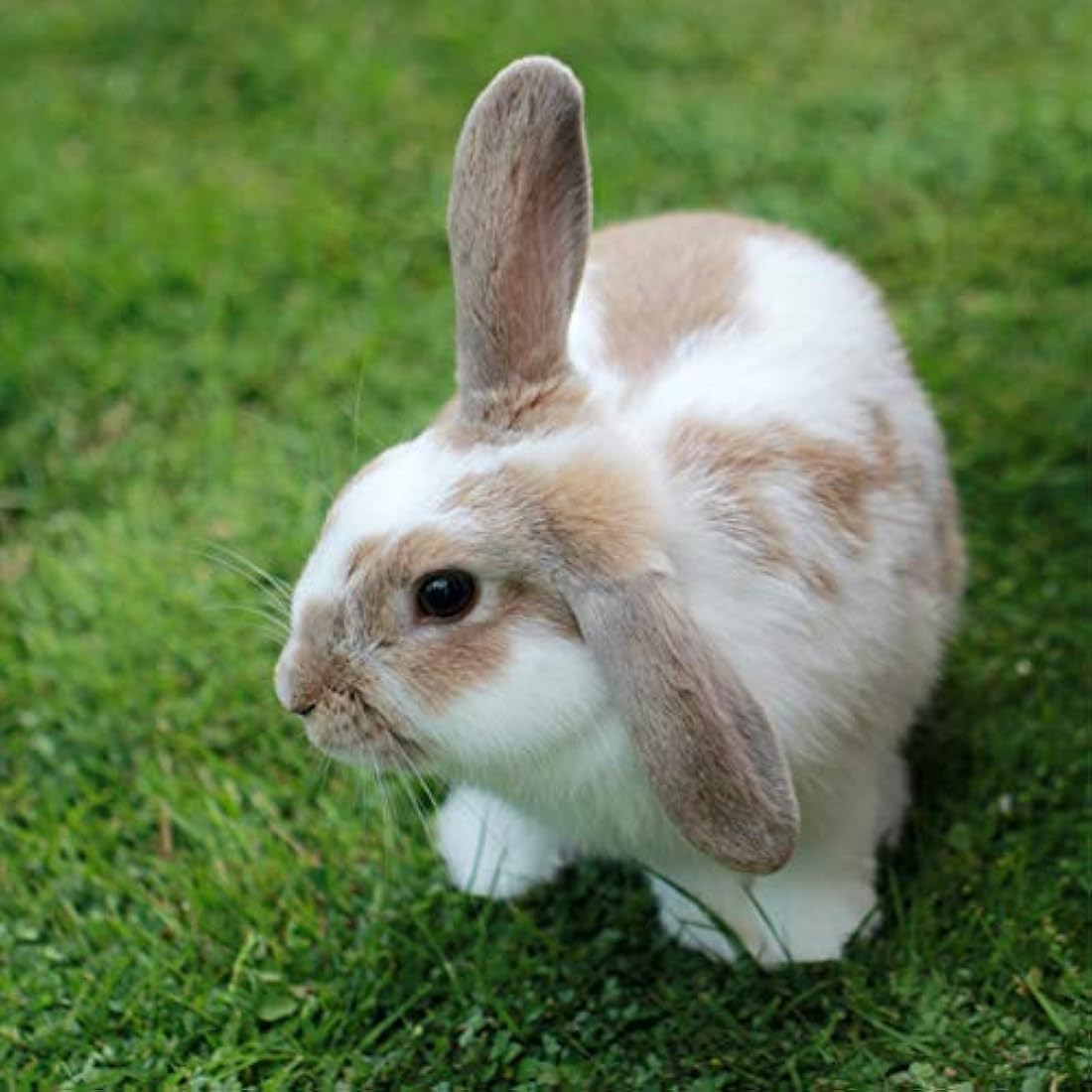 Extra Select Premium Large Pea Rabbit Mix - Peaflakes, Rabbit Muesli, Small Nuggets and Natural Forage Bunny Food - 12.5kg