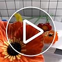 Rikyo 10 Stem 11" Bouquets Artificial Flowers Poppy Flowers,Outdoor UV Resistant No Fade PU Fake Wild Flowers for Table Centerpiece Vase,Wedding Holding Flowers Backdrop Arch Wall (10 Color)