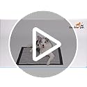 Gardner Pet Extra Large Carbon Puppy Pads 70x85cm, Super Absorbent Thicker Puppy Training Pads, Odor Control, 6 Layers of Leak-proof, Fast Drying, Suitable for Dogs, Cats, Rabbits (100 Counts)