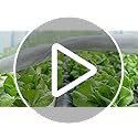 Wohohoho Garden Insect Mesh Netting 10ft x 64ft (3m x 20m), 1mm Ultra Fine Plant Covers for Garden Protection. Mosquito Net Pest Barrier for Vegetables Fruits Greenhouse Row Cover Raised Bed Barrier