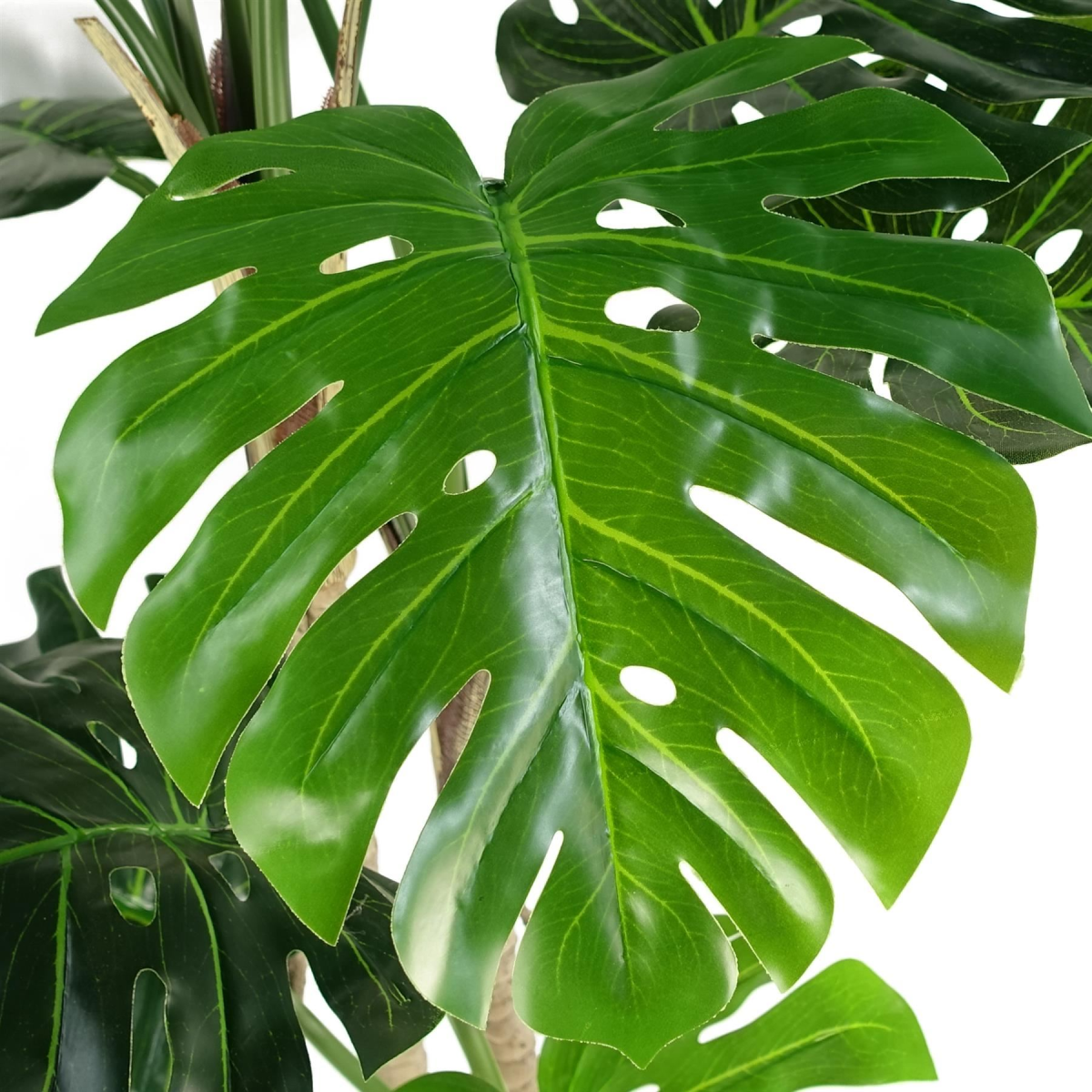 150cm (5ft) Luxury Monstera Plant Black Pot Gold Metal Planter