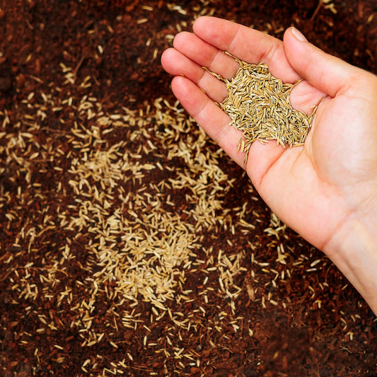 R&R SHOP ? Grass Seeds for Resistant Lawn, ryegrass, Rapid Growth and walkable, Suitable for All Types of Terrain (5Kg - 200mq)