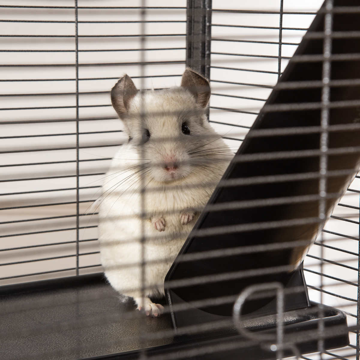 Rolling Small Animal Cage for Chinchillas Ferrets Kittens w/ Platform Ramp Tray