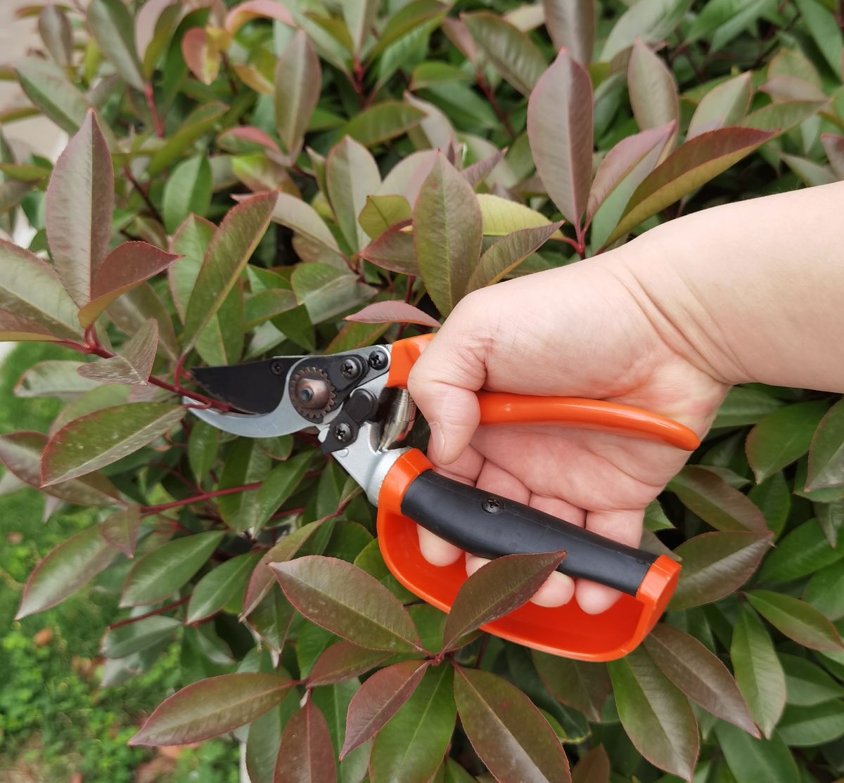 Pruner
