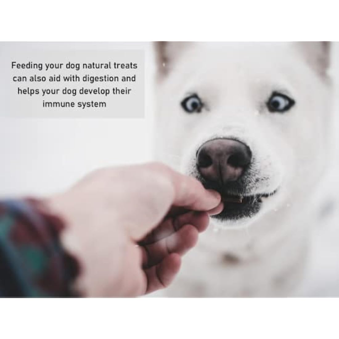 Standard Bulls Pizzles x 50 (5") Premium Natural Dog Treats Chews Bully Sticks
