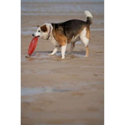 Petface Toyz Rubber Frisbee Dog Toy - Colour May Vary