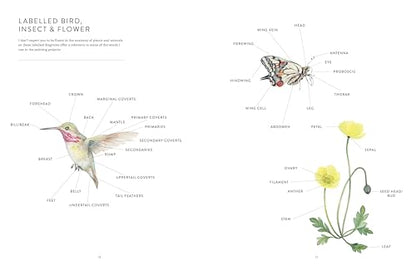 Birds, Bees & Blossoms: A step-by-step guide to botanical and animal watercolour painting