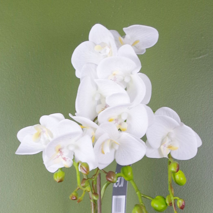 54cm Artificial Orchid Plant White with Gold Pot
