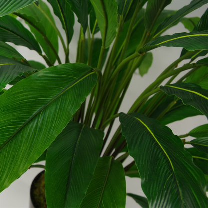 60cm Artificial Calathea Plant