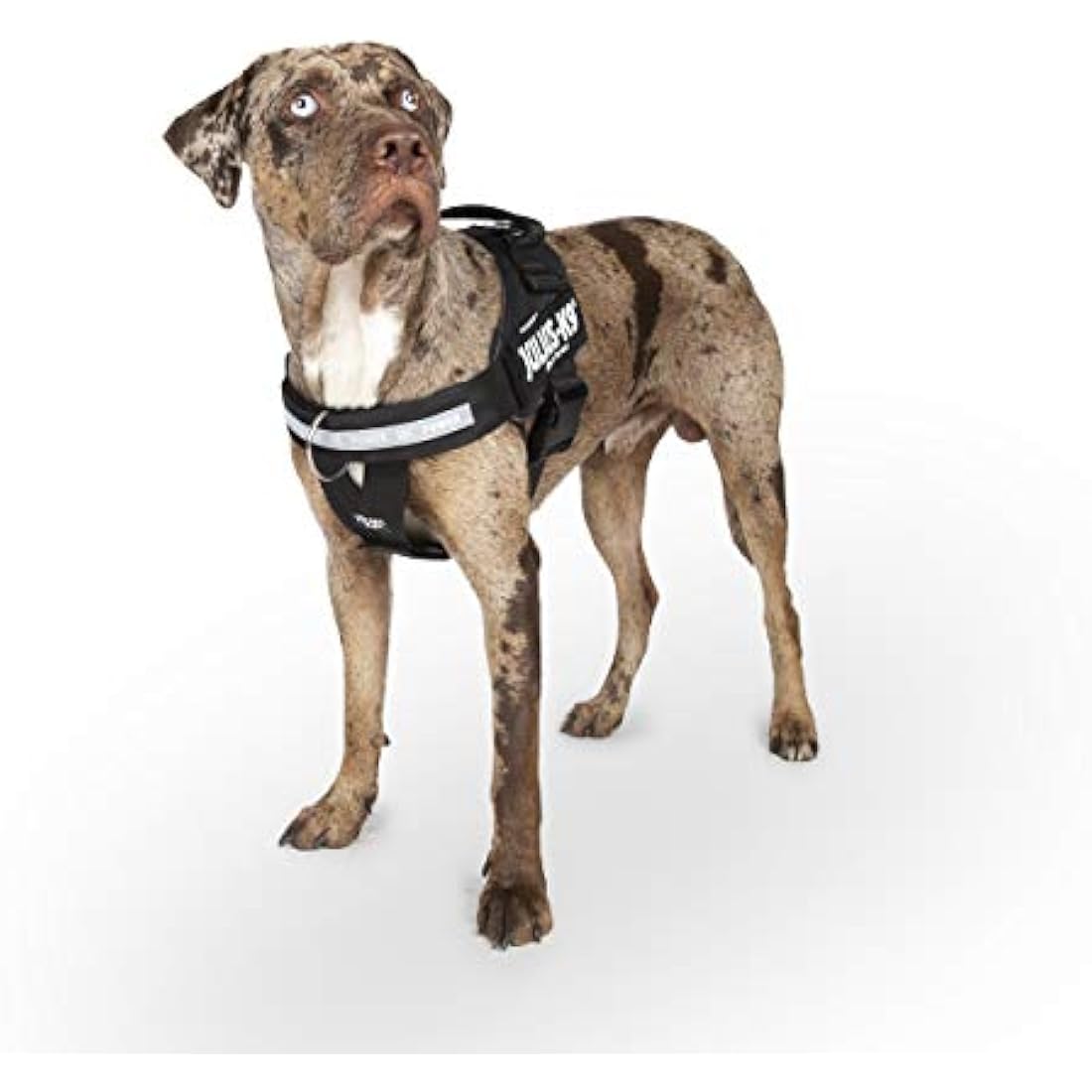 Julius-K9 Dog Harness with Front Control Belt, Black, S/Mini