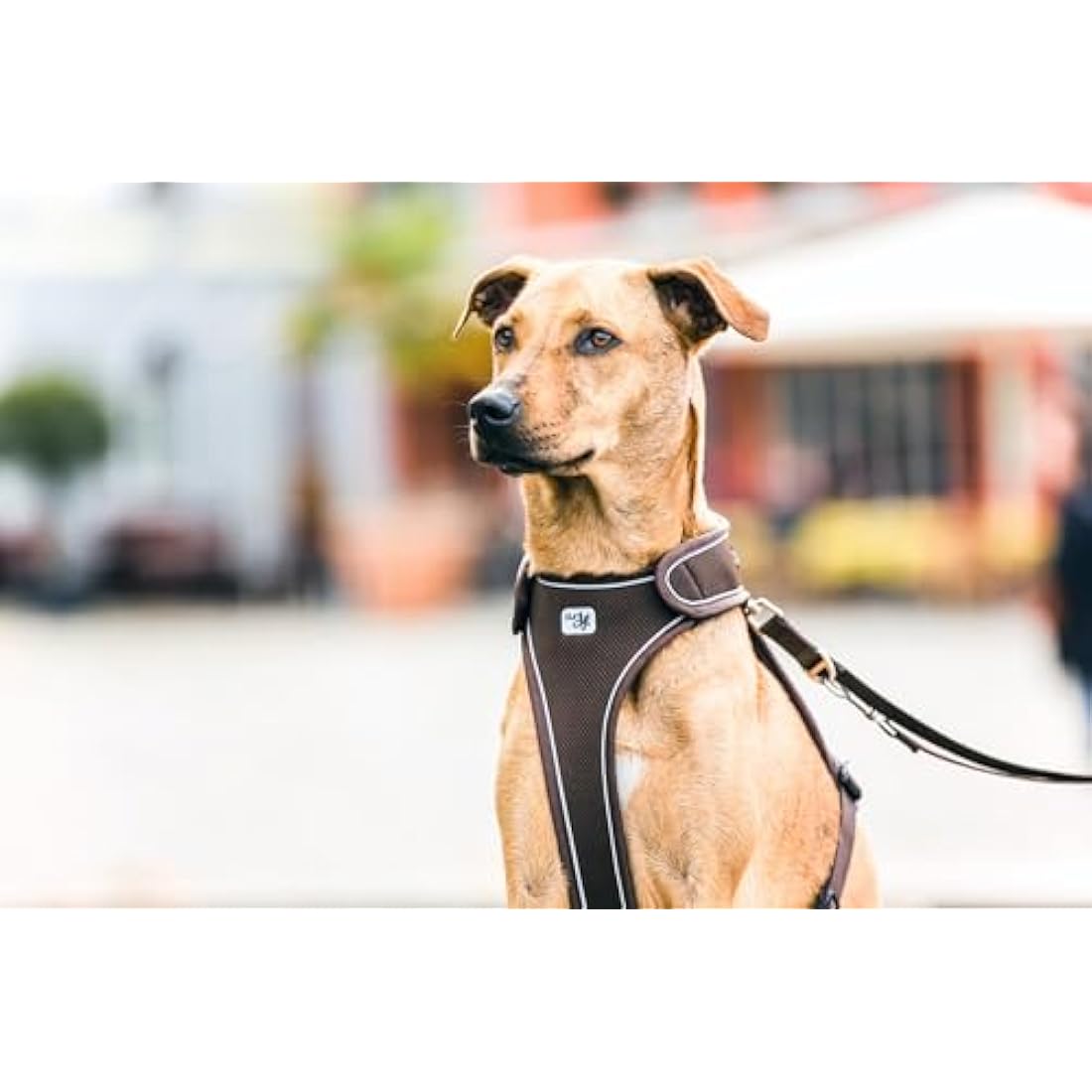 Belka Harness Brown S