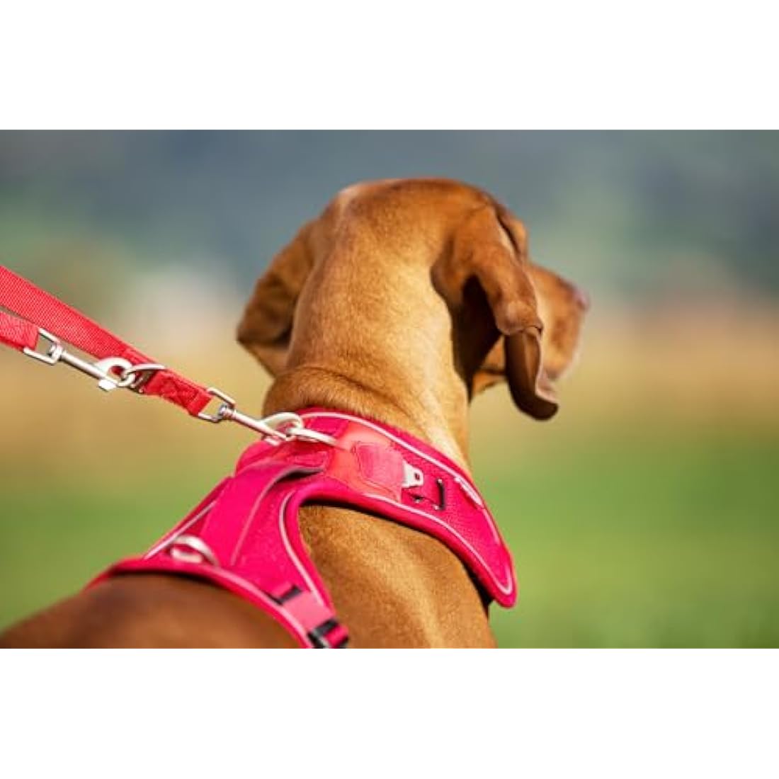 Belka Harness Brown S