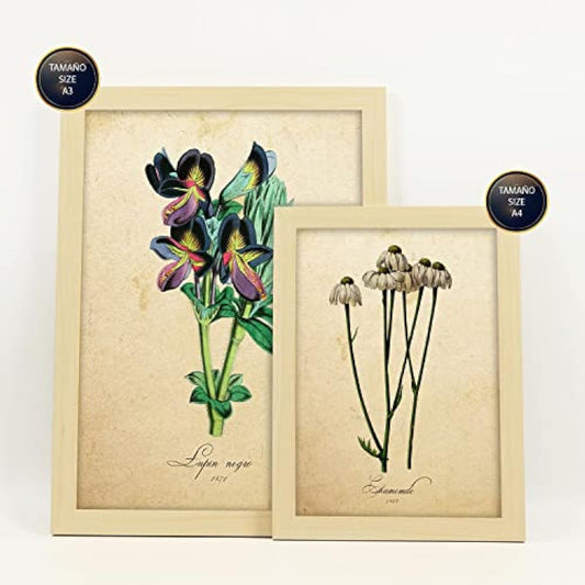 Nacnic Set of 6 Vintage flower posters. Collection of plates with aesthetic collage for interior decoration. Sizes A3 and A4. With wooden frame.
