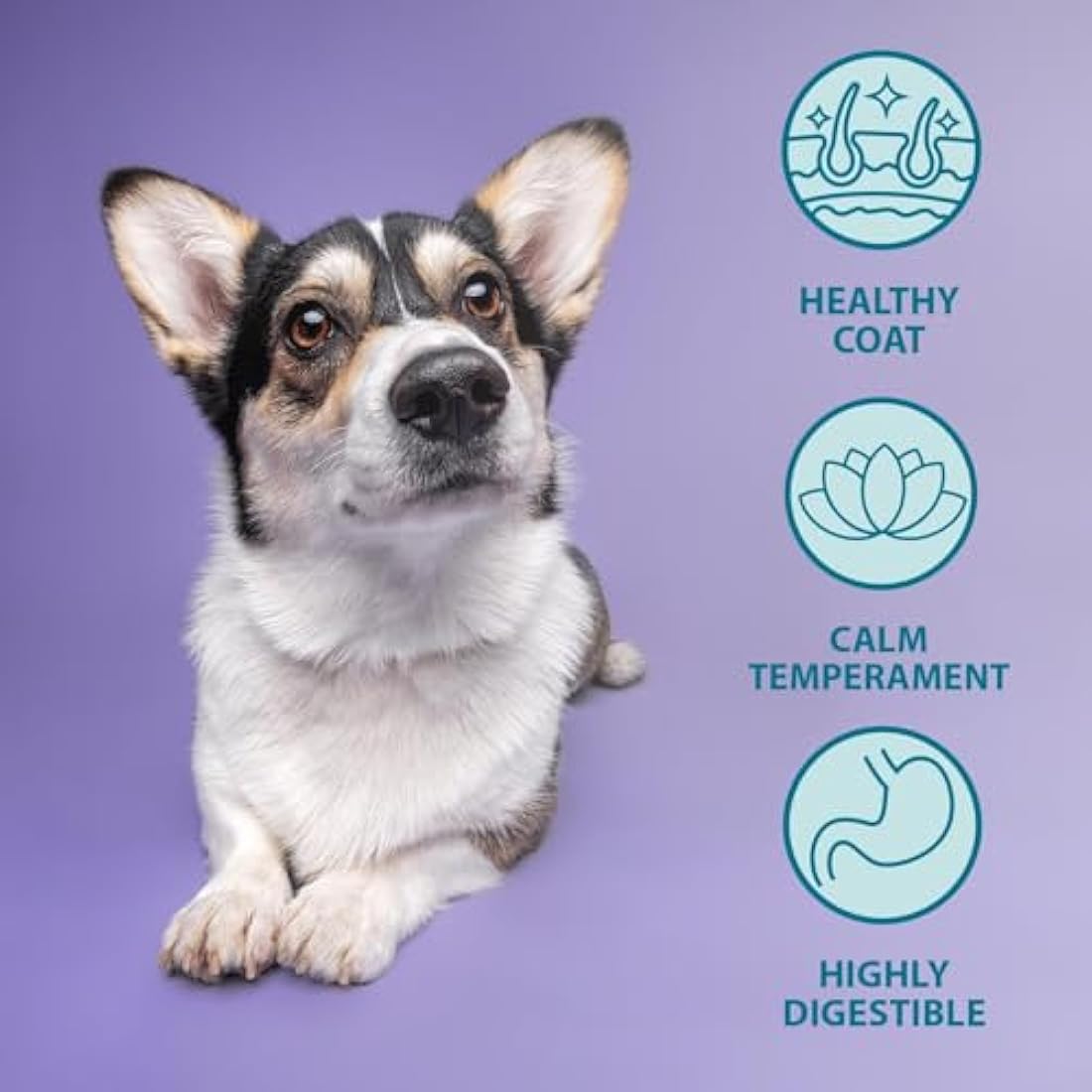 Burns Pet Nutrition Hypoallergenic Complete Dry Dog Food Puppy Original Chicken and Rice 12 kg