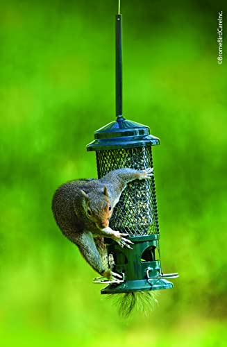 Squirrel Buster Standard Squirrel-proof Bird Feeder w/4 Metal Perches, 1.3-pound Seed Capacity