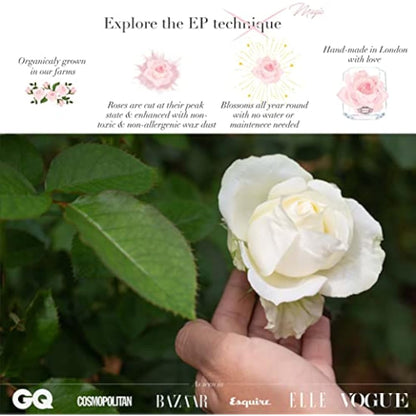 100% Real Rose That Lasts A Year | Single Pink Rose in Box | Unique Birthday Gift