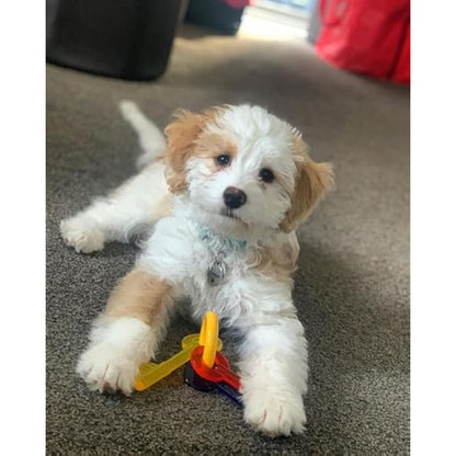 Nylabone Gentle Puppy Dog Teething Chew Toy Keys, Bacon Flavour, Extra Small, for Puppies Up to 7 kg