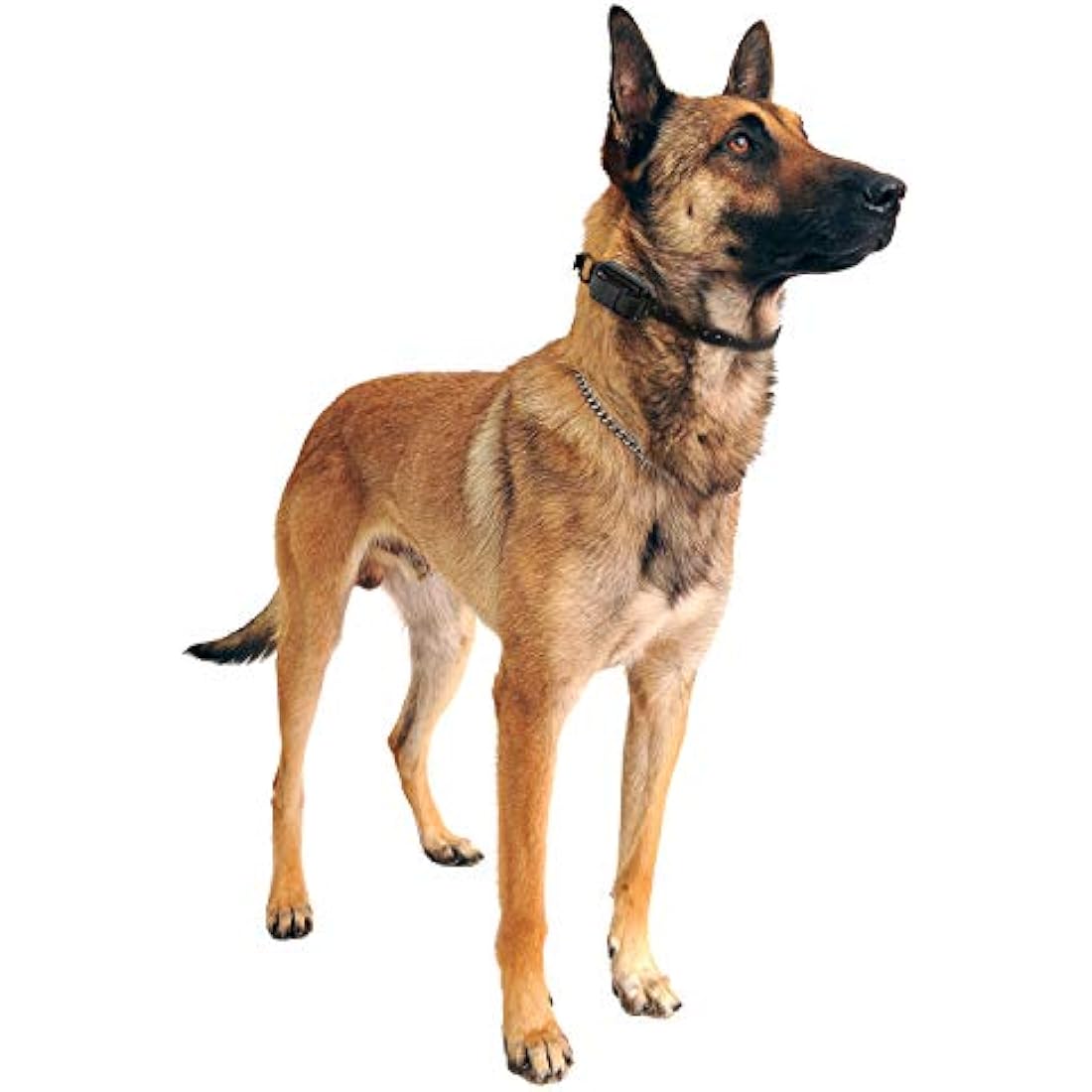 Educator Dog Exercise Mat, Gold, Fits Small & Large Receivers, All Life Stages