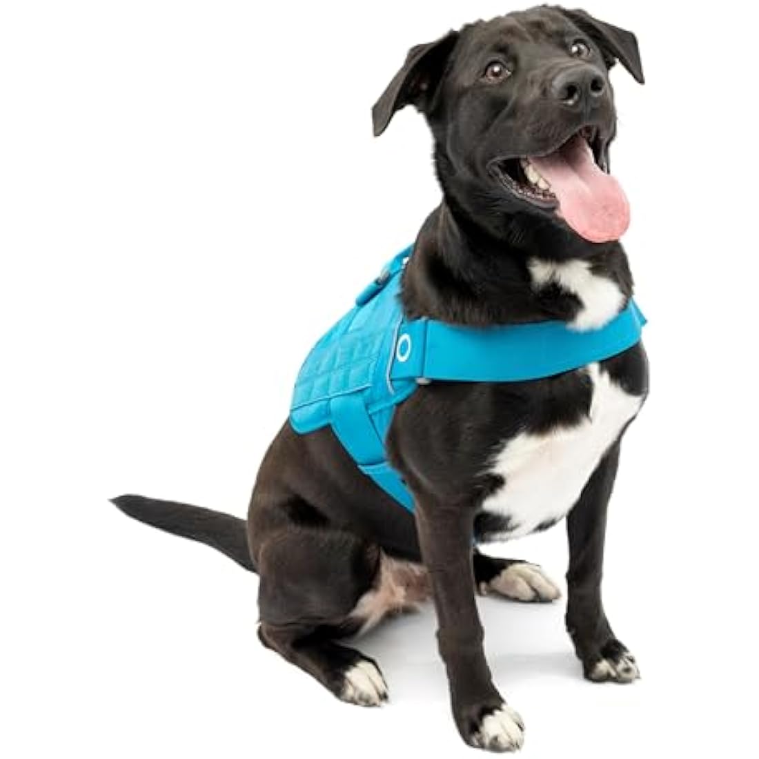 Kurgo RSG Dog Townie Harness, Easy On/Off Dog Hiking Harness, Adjustable, MOLLE Compatible, Large-Coastal Blue