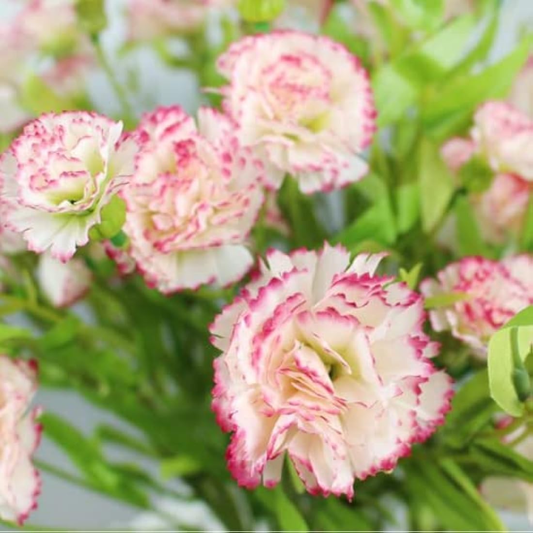 Corkwaw 40 Heads Artificial Carnations,Silk Hydrangea Bouquet Decoration Plastic Plant Suitable for Photo Props Family Party Home Decoration Bridal Wedding Bouquet Decoration (red Edge)