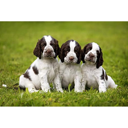 Skinner's Field & Trial Puppy Lamb & Rice – Complete Dry Food, Hypoallergenic, Supports Gut Health, Ideal for Larger Breeds, 15kg