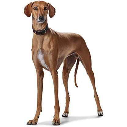 HUNTER Super Soft Greyhound Collar Leather Padded 37 (XS-S) Dark Brown