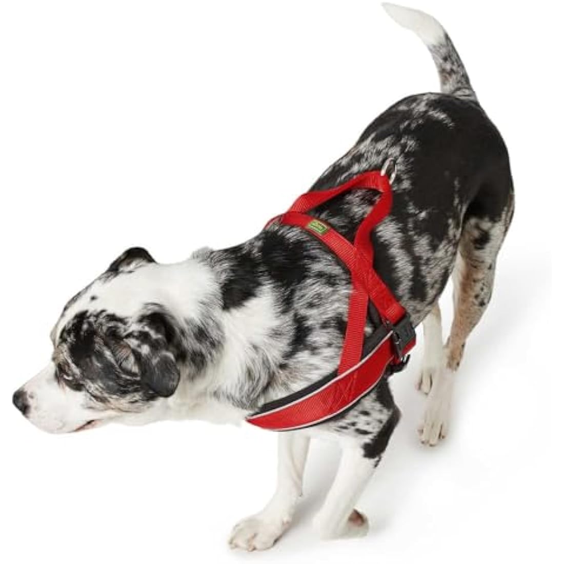 HUNTER RACING Norwegian Harness, XXL, black