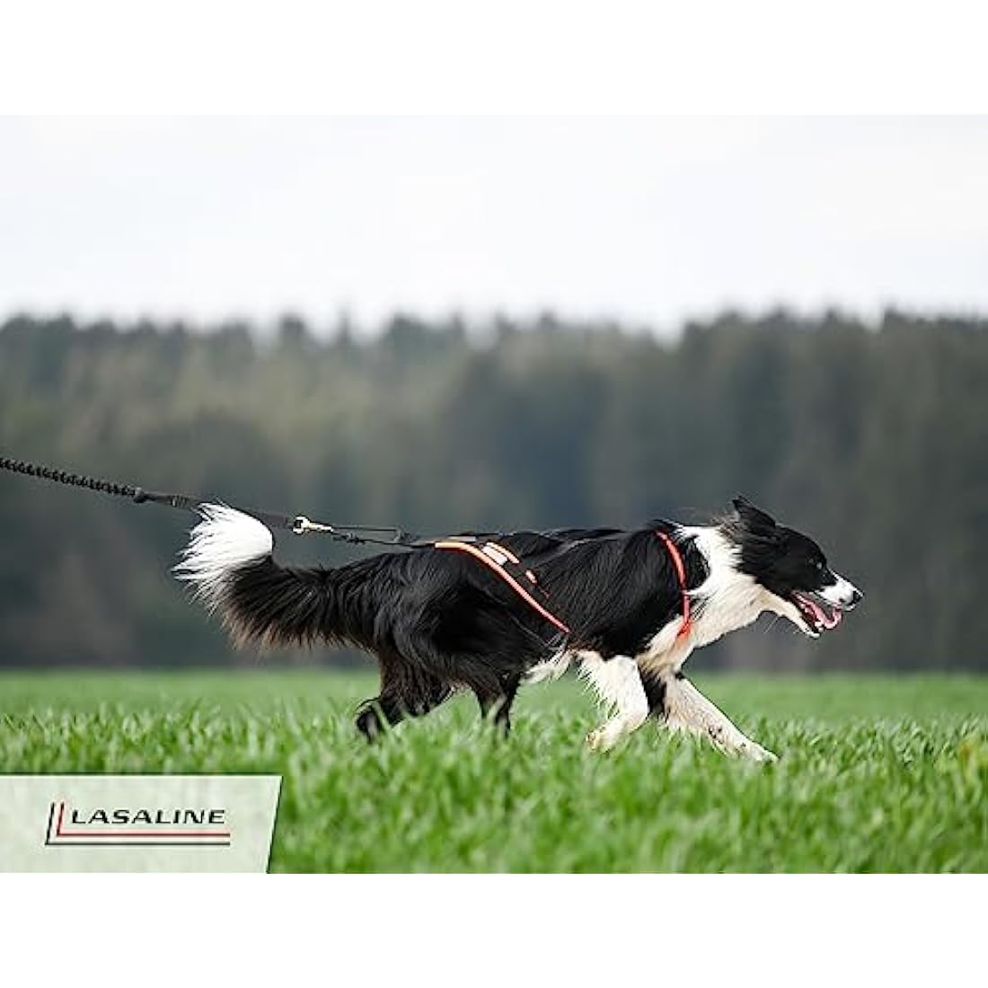 LASALINE XBack Dog Harness - Canicross, Bikejoring, Mushing, Ski Joring, Black & Light Blue