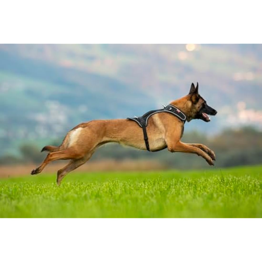 Belka Harness Brown S