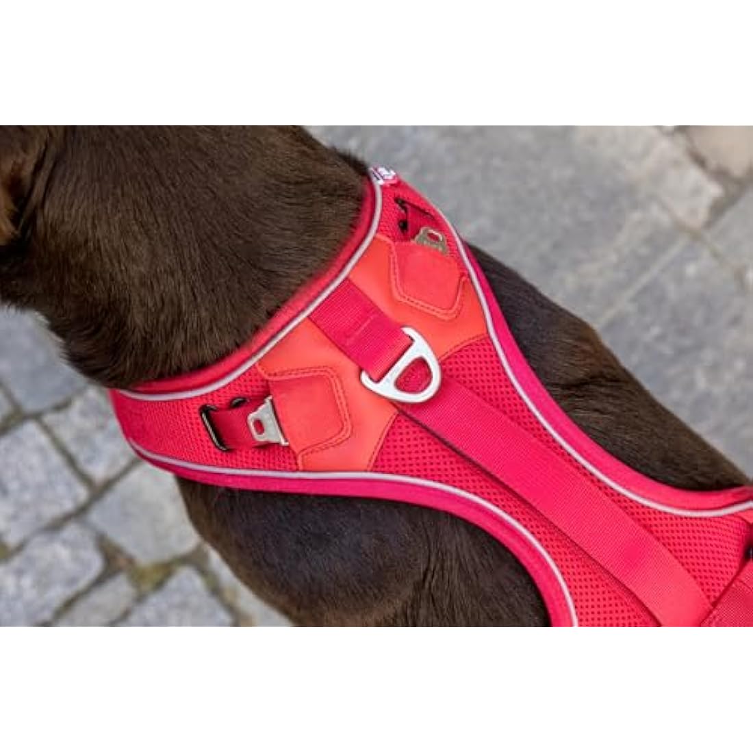Belka Harness Brown S