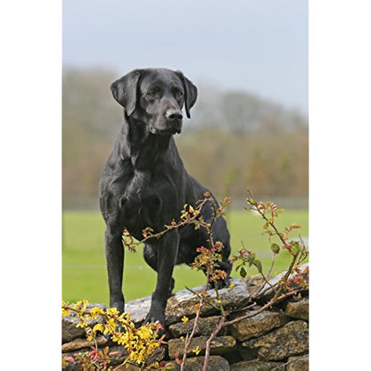 Skinner’s Field & Trial Lamb & Rice – Complete Dry Adult Dog Food, For Active and Energetic Dogs, Sensitive, 15kg