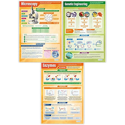 Daydream Education Biology Science Posters - Set of 13 - EXTRA LARGE A1 (850mm x 594mm) - Laminated - Science Secondary School Wall Charts for the Classroom
