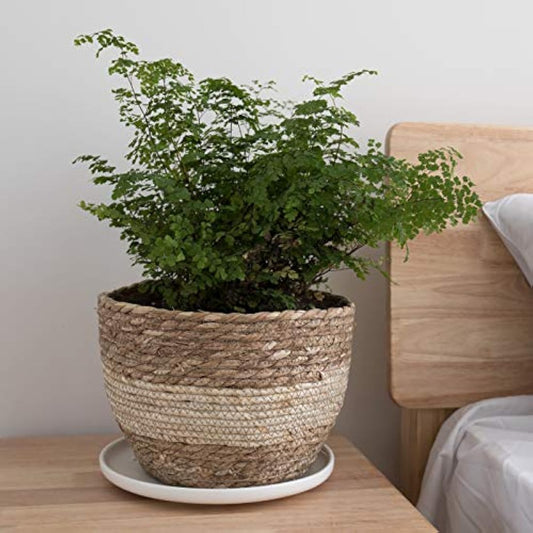 La Jolíe Muse Seagrass Planter Basket Indoor, Flower Pots Cover, Plant Containers, Beige(3-Pack)
