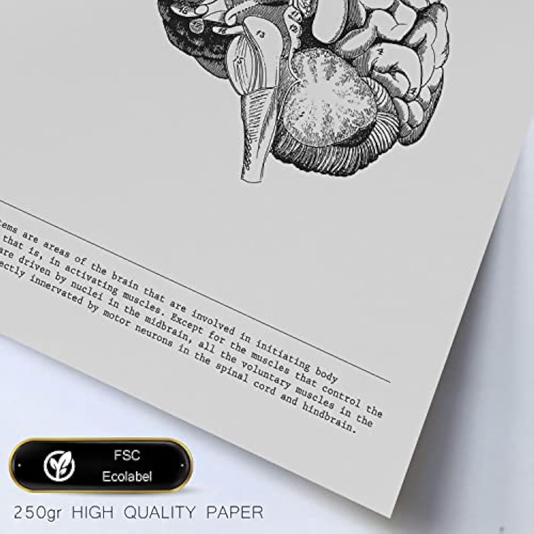 Nacnic Set of 6 posters of internal organs. Collection of plates with aesthetic collage for interior decoration. Sizes A3 and A4. With white frame.
