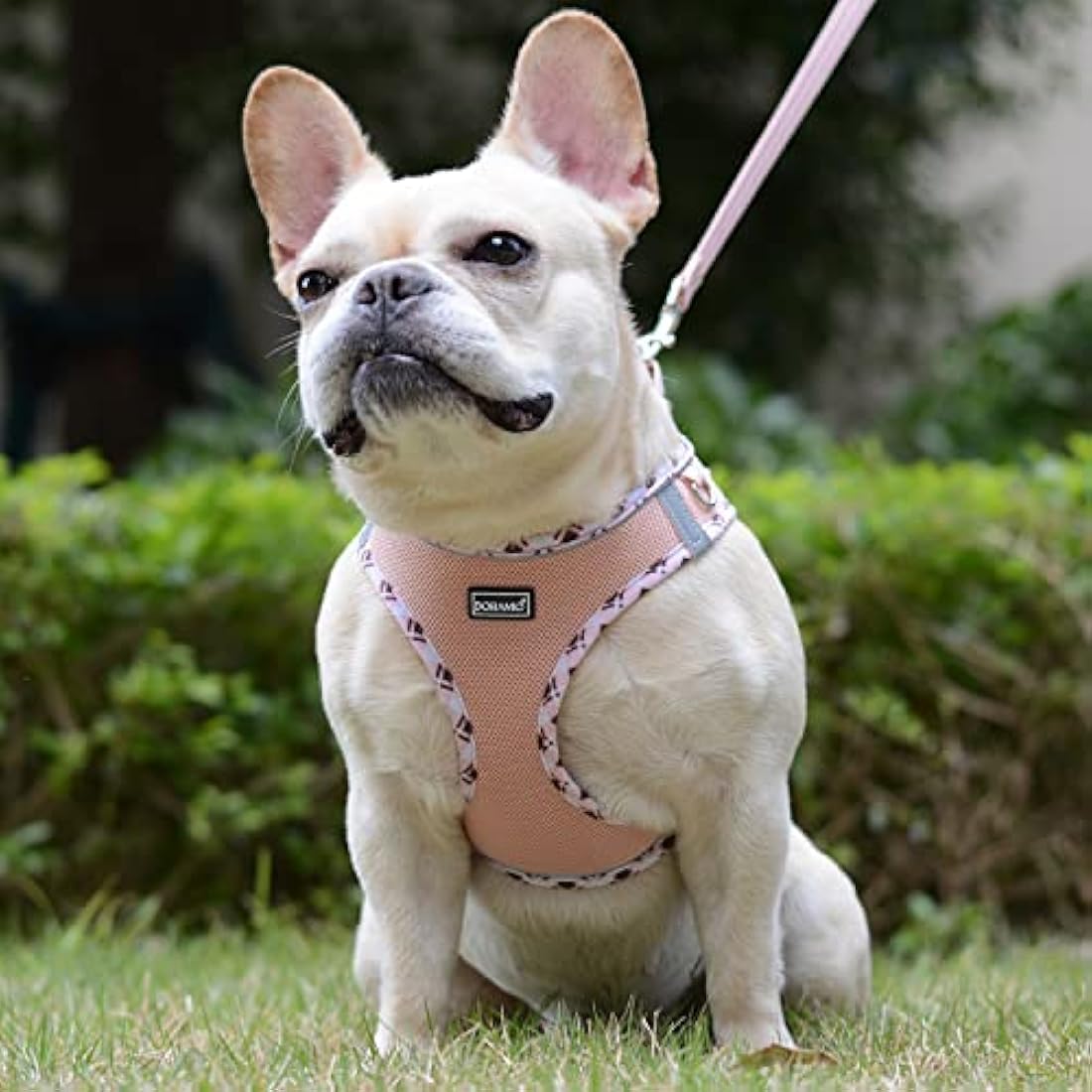 DORAMIO Step-in Dog Harness and Leash Set, Soft Mesh No-Chock Reflective Breathable Easy Walk Lightweight Vest Harnesses with Safety Buckle for Small Dogs, Cats, Puppies (Champagne, XS)