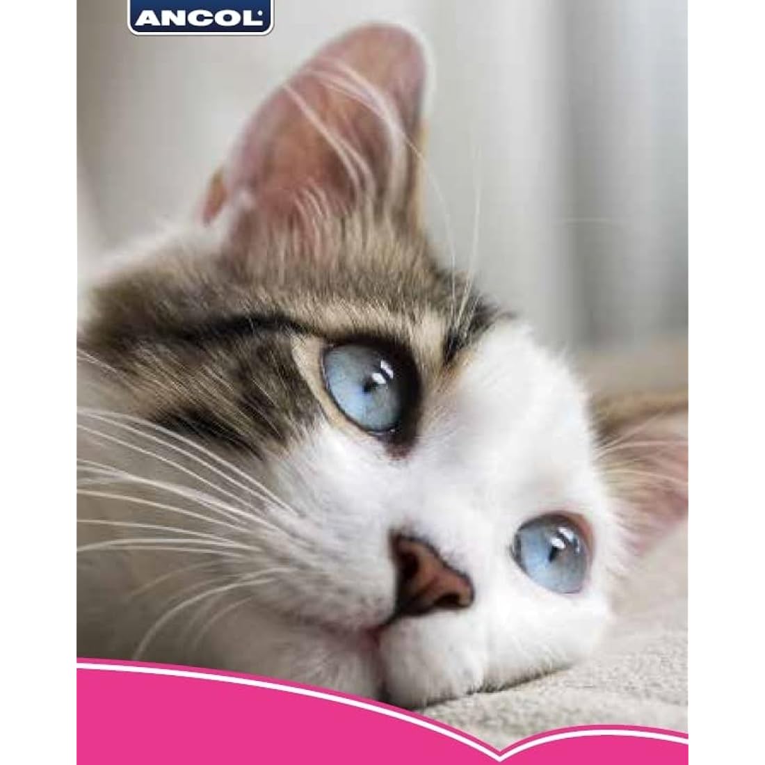 Ancol Safety Cat Collar in Turquoise Leopard Print - Comfortable Pet Accessory with Break Away Buckle - Kitten Training Walking Neckband
