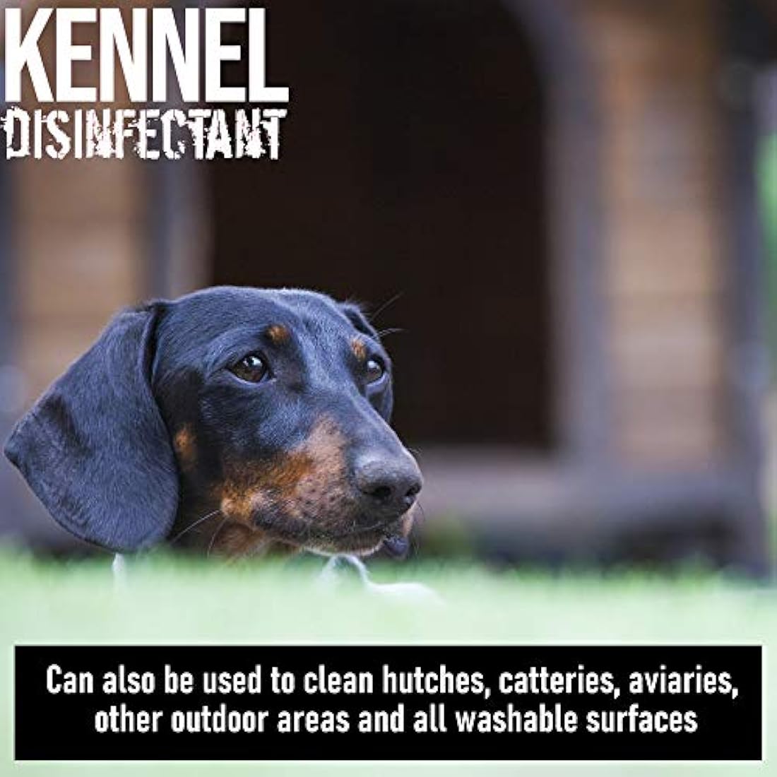 ULTIMA-PLUS XP Kennel Kleen - Disinfectant, Cleaner, Sanitiser, Deodoriser, Concentrated, For use in Kennels, Catteries, Hatches and More! Lavender Fragrance, 5 L