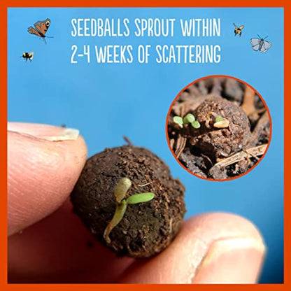 SEEDBALL Poppy Seed Bombs – 100 Seed Balls Per Pack | Bursting with Beautiful Red Poppy Flowers | Clay Protected Seed Bomb for Bees, Butterflies, Birds & Other Garden Wildlife