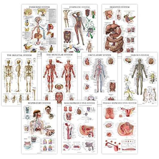 10 Pack - Anatomical Poster Set - LAMINATED - Muscular, Skeletal, Digestive, Respiratory, Circulatory, Endocrine, Lymphatic, Male & Female Reproductive, Nervous System, Anatomy Chart Set - 18" x 24"