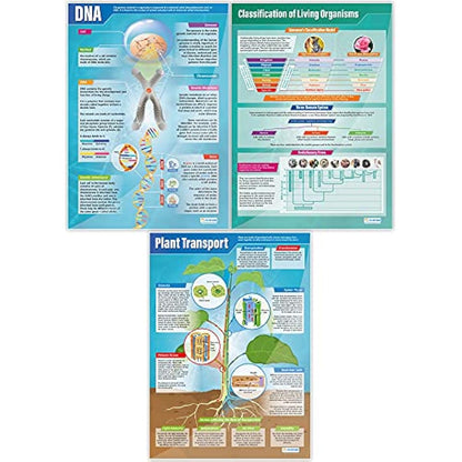 Daydream Education Biology Science Posters - Set of 13 - EXTRA LARGE A1 (850mm x 594mm) - Laminated - Science Secondary School Wall Charts for the Classroom