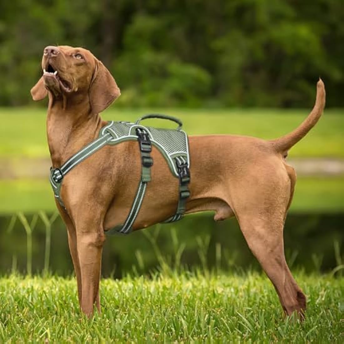 HEELE Dog Harness, Escape Proof Dog Harness, Release on Neck, No Pull Reflective Adjustable Vest with Durable Handle, Dog Harness for Outdoor Training Walking, Harness for Large/Active Dogs, Green, L