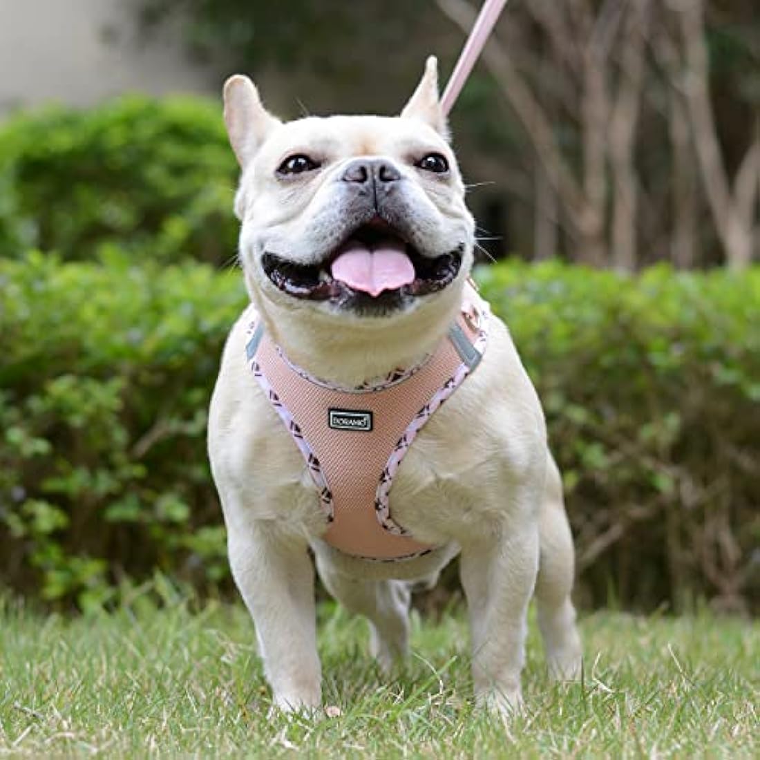 DORAMIO Step-in Dog Harness and Leash Set, Soft Mesh No-Chock Reflective Breathable Easy Walk Lightweight Vest Harnesses with Safety Buckle for Small Dogs, Cats, Puppies (Champagne, XS)