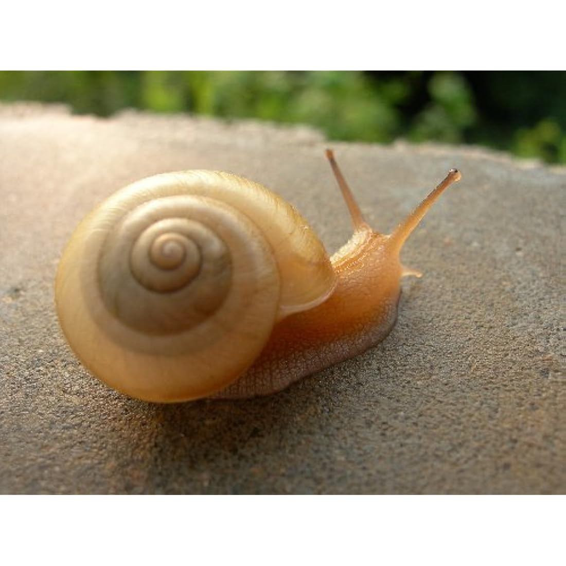 ( 0974 ) BIOELISIR S.R.L. ELICINA PLUS CREMA BAVA LUMACA