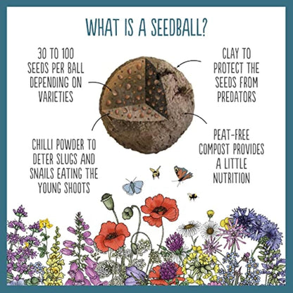 SEEDBALL Urban Meadow Mix Seed Bombs (Wild Flower Tin) – 20 Balls | British Wildflower Seeds - Seed Bomb for Bees, Butterflies, Birds & Garden Wildlife – A Colourful Mix of Annuals & Perennials