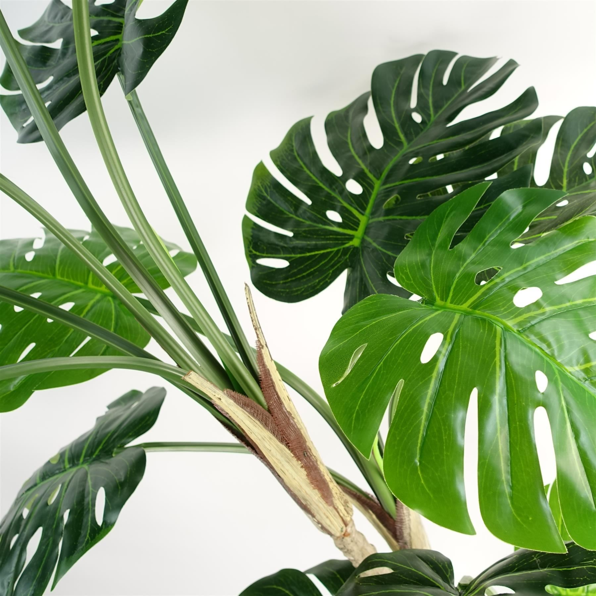 150cm (5ft) Luxury Monstera Plant Black Pot Silver Metal Planter