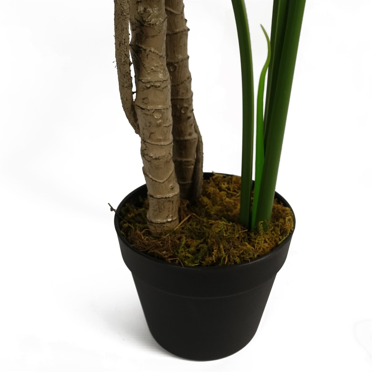 150cm (5ft) Luxury Monstera Plant Black Pot Gold Metal Planter