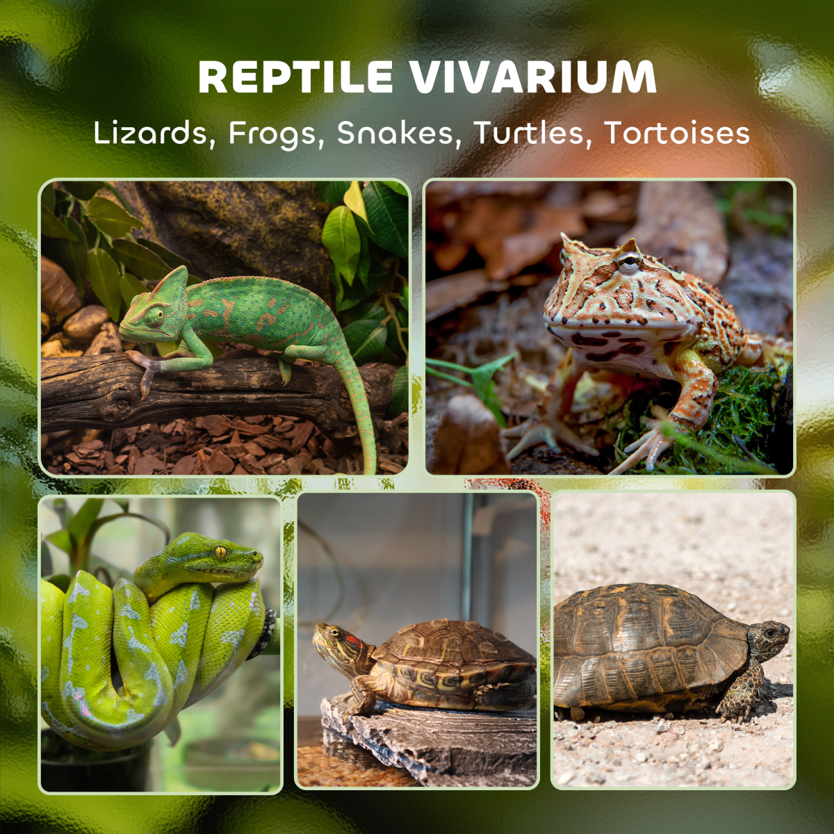Reptile Glass Terrace